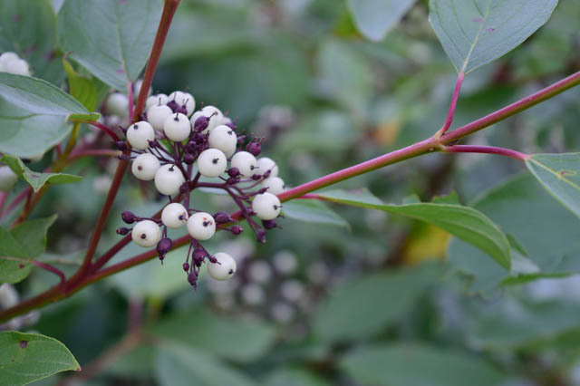 Кизил отпрысковый (Cornus stolonifera)