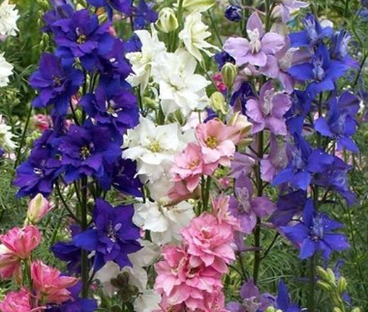 delphinium ajacis