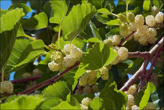 Белая шелковица (Morus alba)