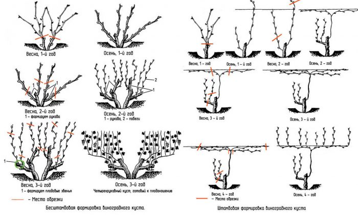 Обрезка винограда весной