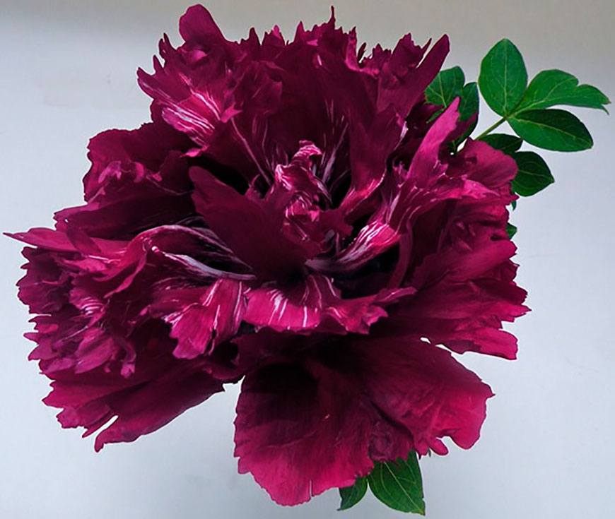 Рока (Paeonia rockii) Пурпурный океан