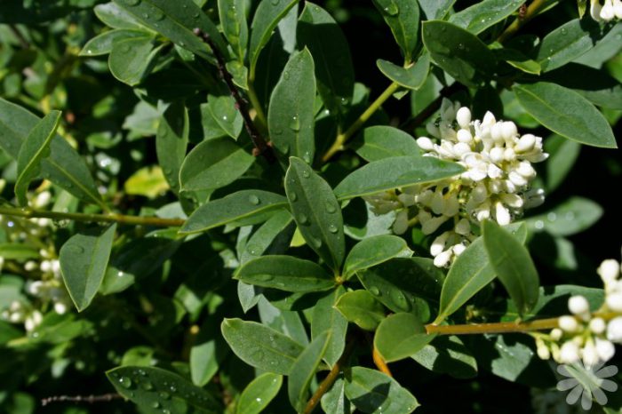 Бирючина Ибота (Ligustrum ibota)