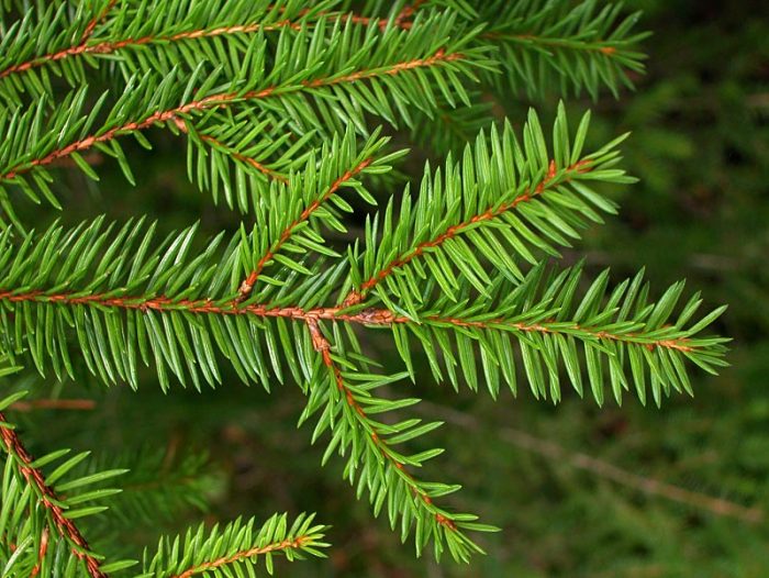 Ель обыкновенная (Picea abies), или ель европейская