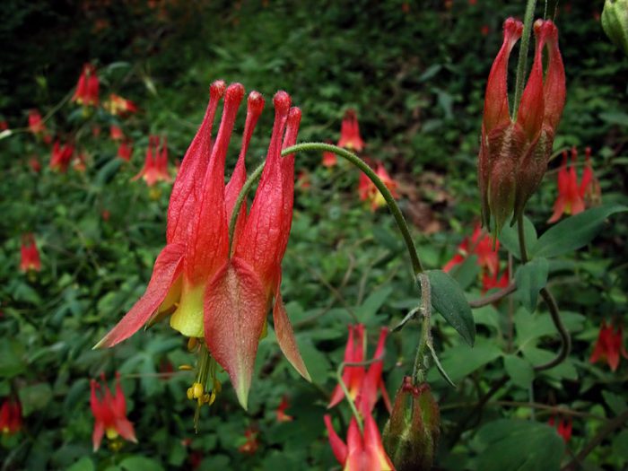 Аквилегия канадская (Aquilegia canadensis)