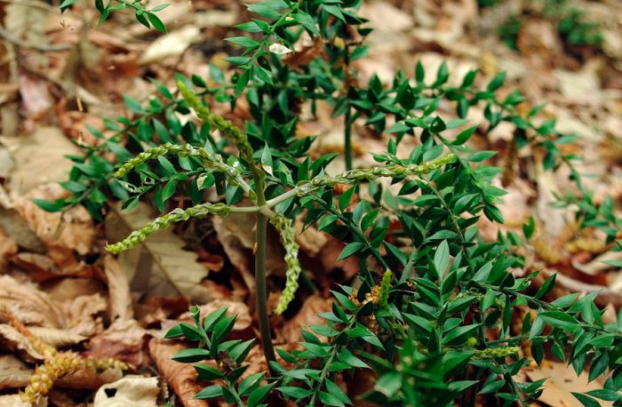 Иглица гирканская (Ruscus hyrcanus)