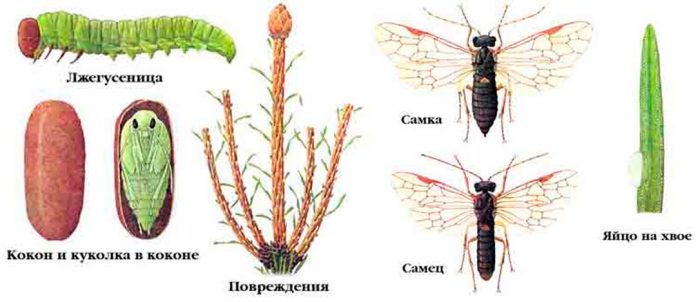 Обыкновенные еловые пилильщики