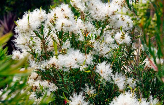 Мелалеука льняная (Melaleuca linariifolia)