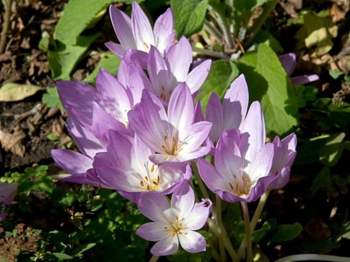 Безвременник осенний (Colchicum autumnale)