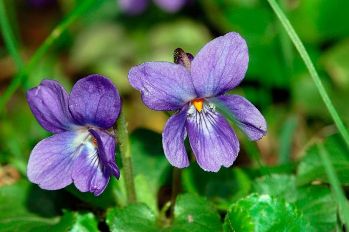 Виола душистая (Viola odorata)