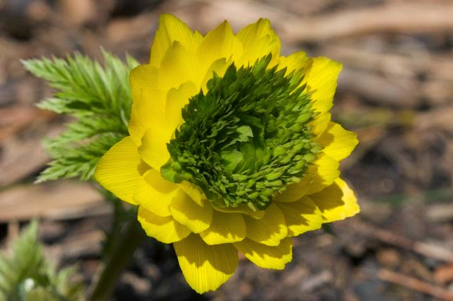 Адонис амурский (Adonis amurensis)