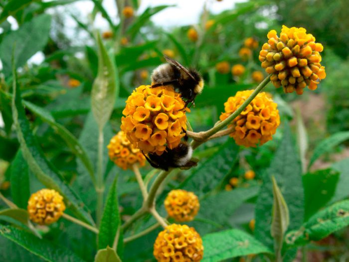 Будлея шаровидная (Buddleja globosa) 