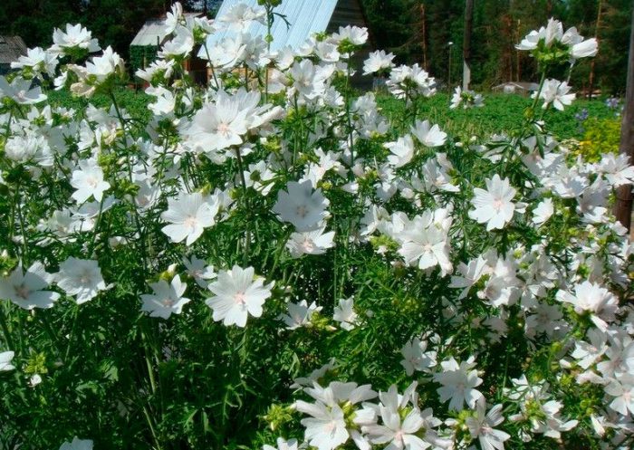 Мальва мускусная (Malva moschata)