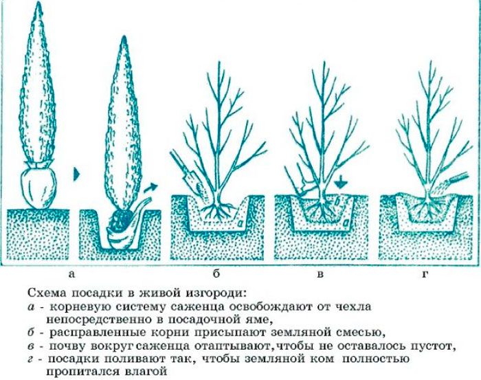 Кипарисовик