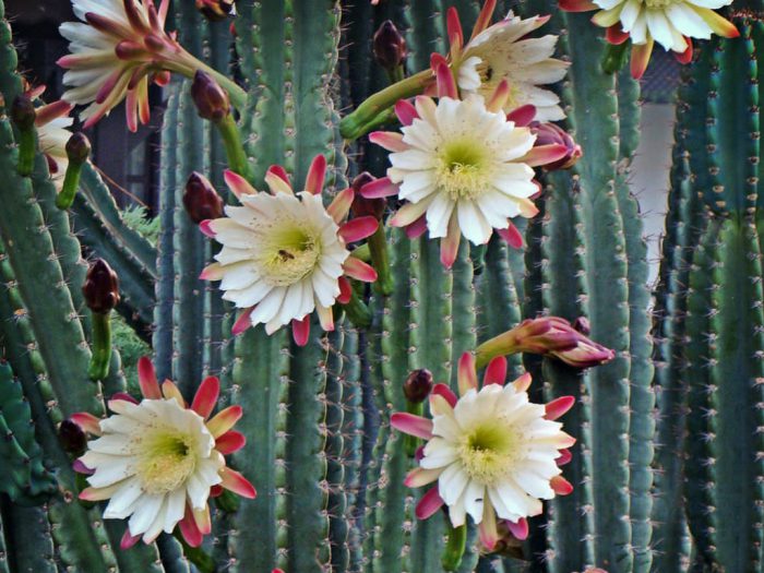 Цереус репандус (Cereus repandus)