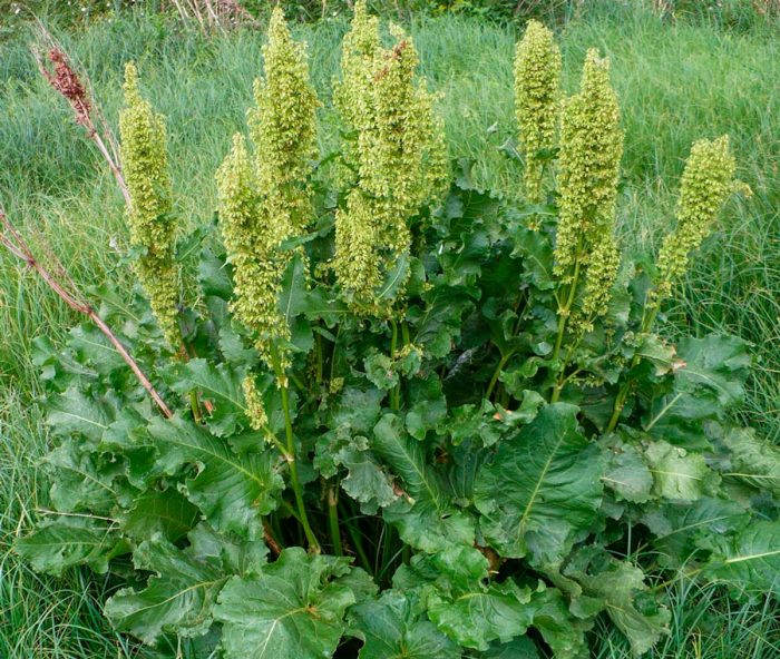 Щавель конский (Rumex confertus)