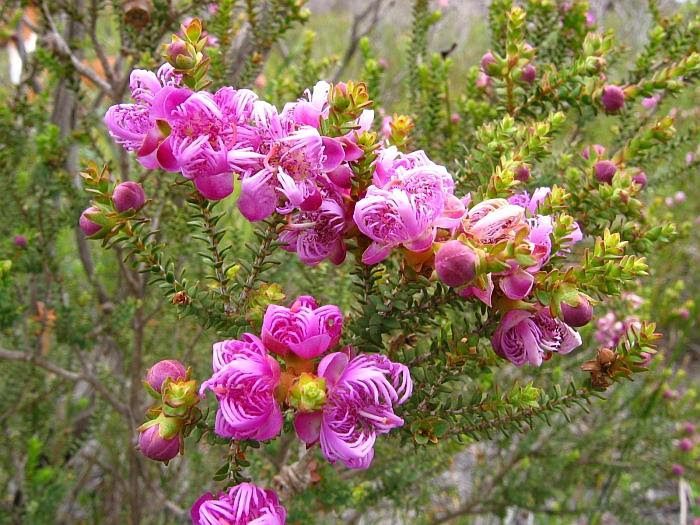 Мелалеука красивая (Melaleuca pulchella)