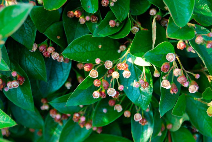 Кизильник блестящий (Cotoneaster lucidus)