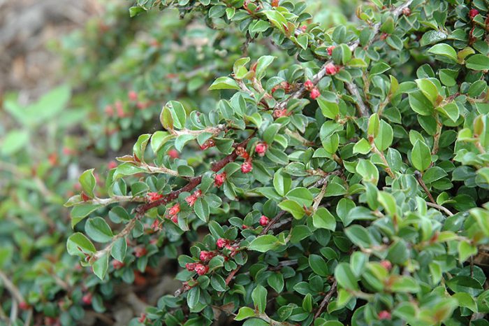 Кизильник прижатый (Cotoneaster adpressus)