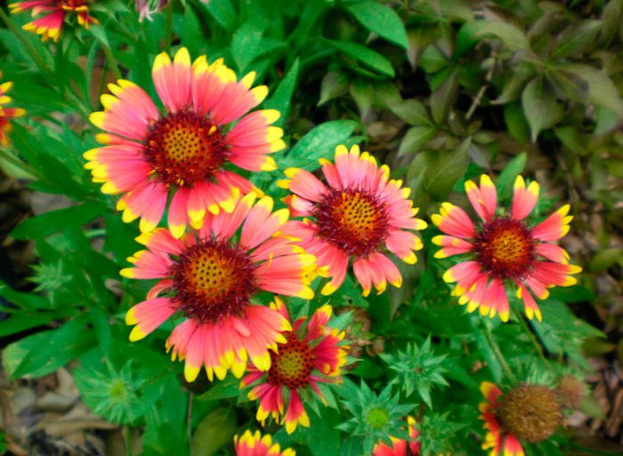 Gaillardia