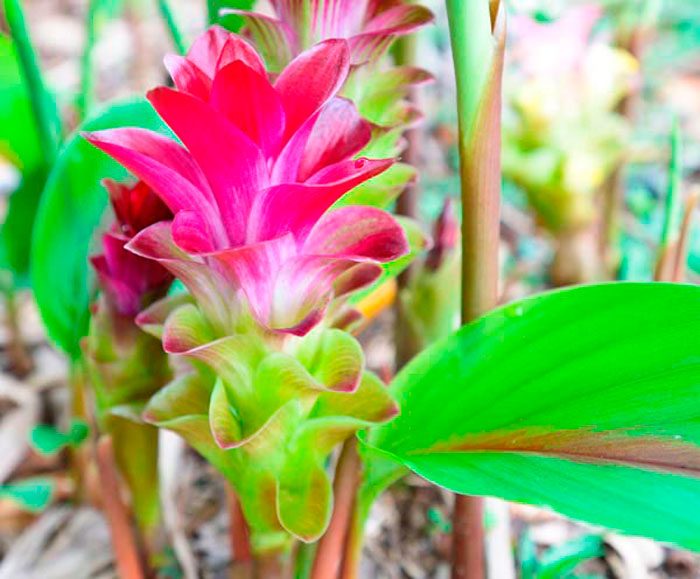 Куркума цедоария (Curcuma zedoaria)