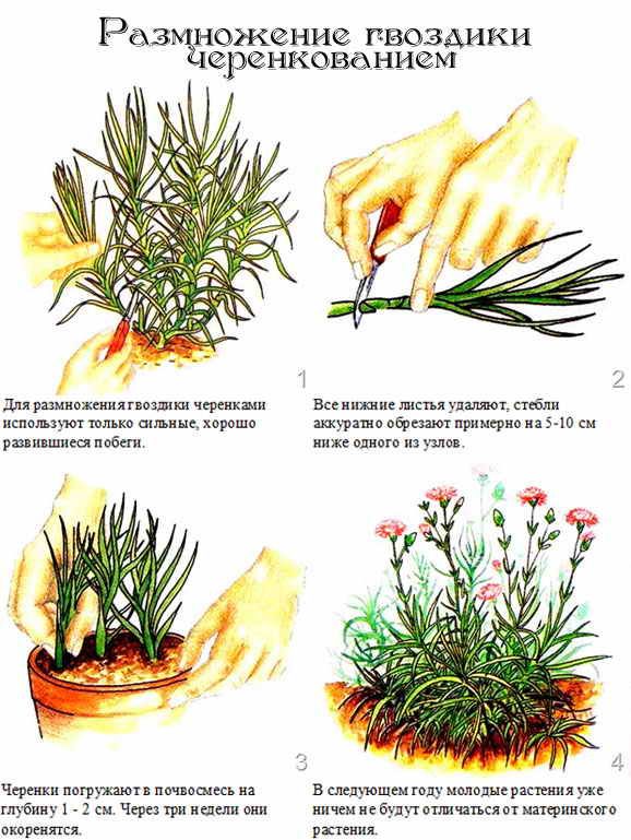 Размножение гвоздики садовой черенками