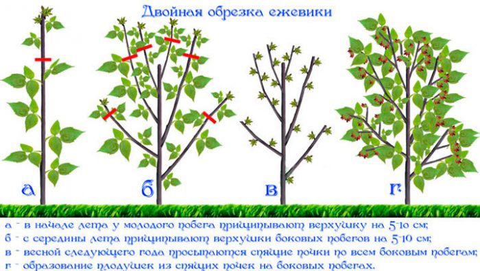 Обрезка ежевики