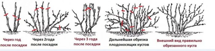 Обрезка крыжовника