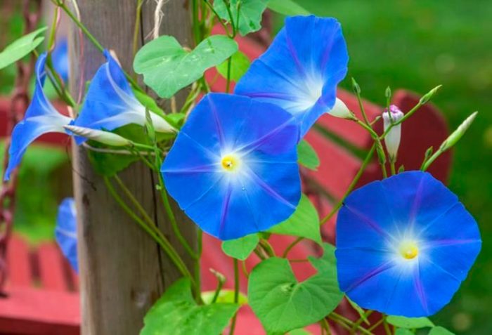 Ипомея трехцветная (Ipomoea tricolor), либо ипомея красно-голубая (Ipomoea rubro-caerulea)