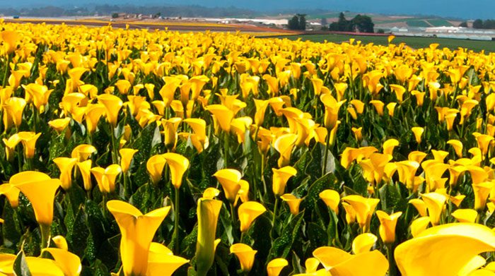 Калла Элиотта (Calla elliottiana)