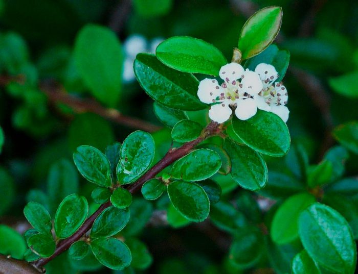 Кизильник Даммера (Cotoneaster dammeri)