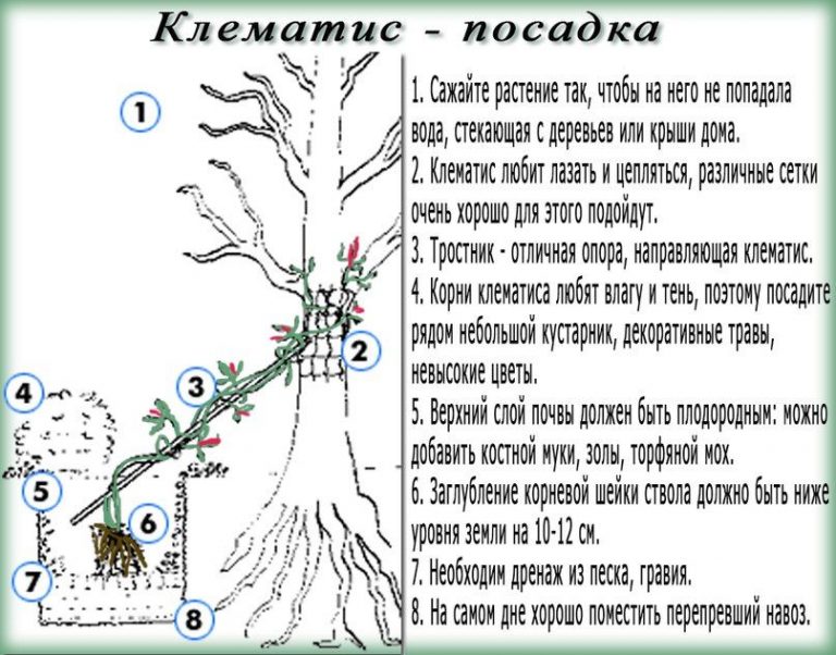 Посадка клематисов схема