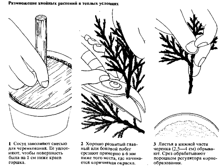 Размножение кипариса элвуди черенкованием