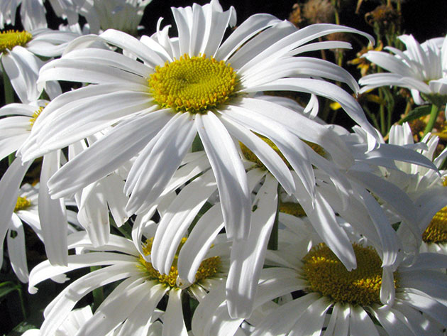 Нивяник наибольший (Leucanthemum maximum)