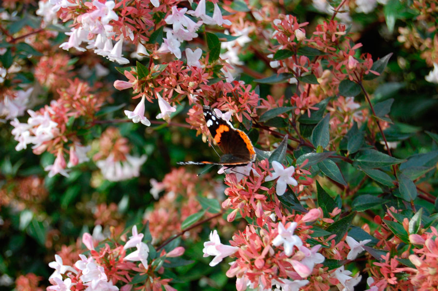 Abelia x grandiflora