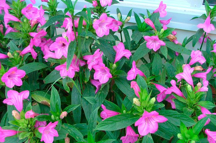 Pуэллия крупноцветковая (Ruellia macrantha)