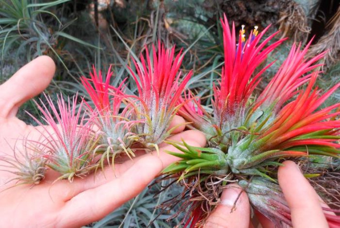 Тилландсия фиалкоцветковая (Tillandsia ionantha)