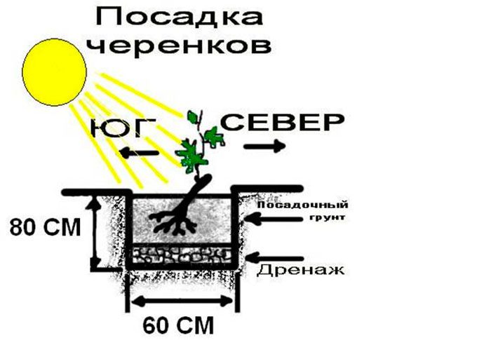 Посадка винограда осенью