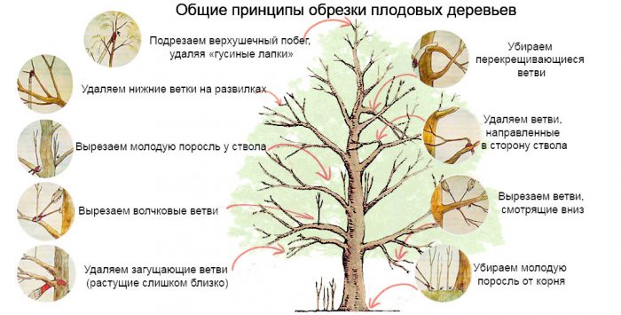 Обрезка