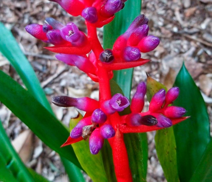 Эхмея Вайльбаха (Aechmea weilbachii)