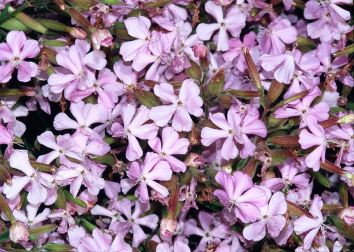 Saponaria x lempergii