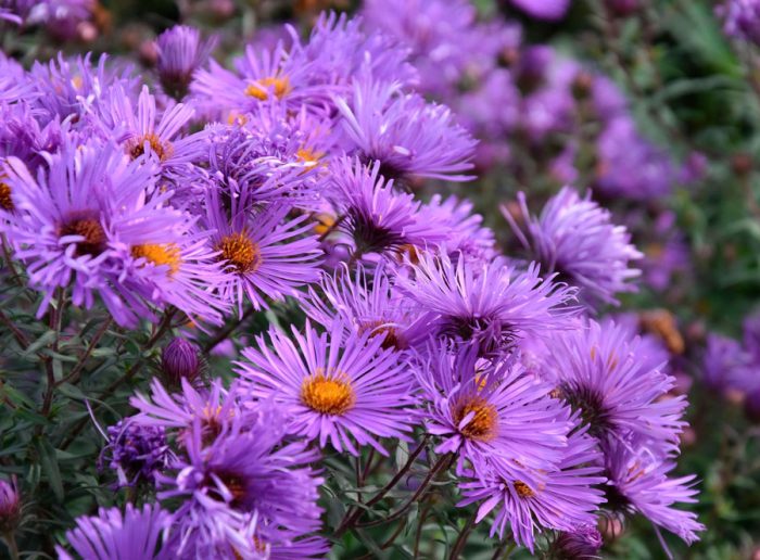 Астра новоанглийская (Aster novae-angliae), либо североамериканская 