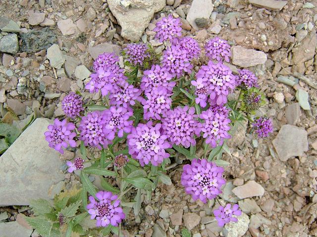 Иберис зонтичный (Iberis umbellata)