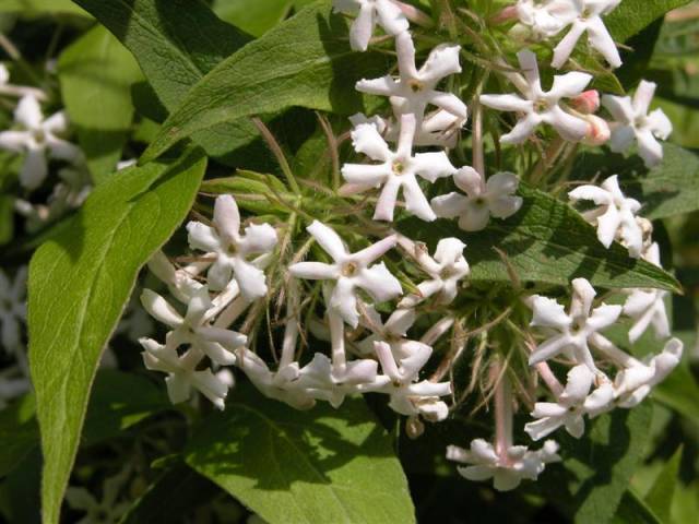 Abelia triflora