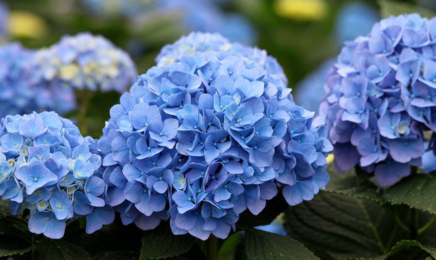 Гортензия Hydrangea macrophylla