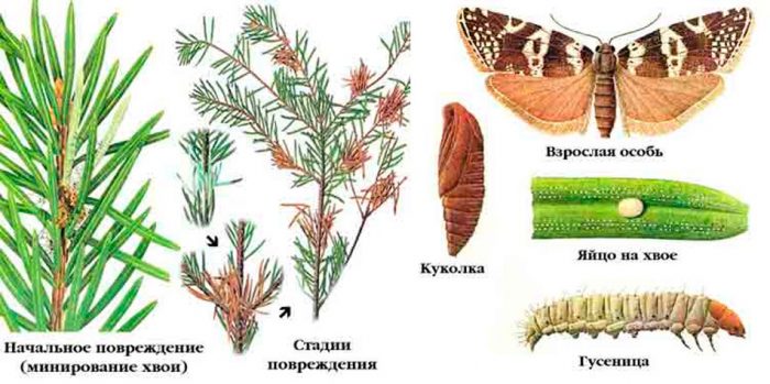 Еловая листовертка-иглоед