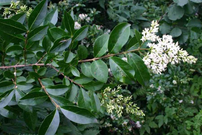 Бирючина обыкновенная (Ligustrum vulgare)