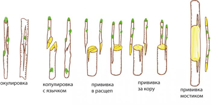 способы прививки