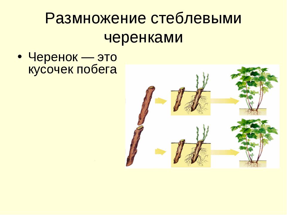 Размножение люпинов многолетних черенкованием