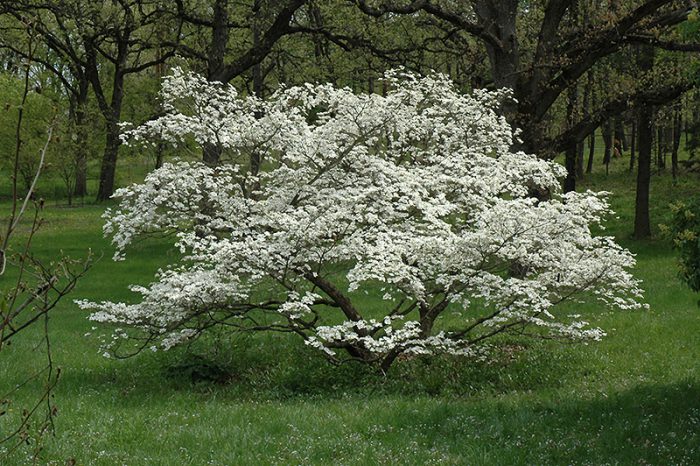 Кизил цветущий (Cornus florida)