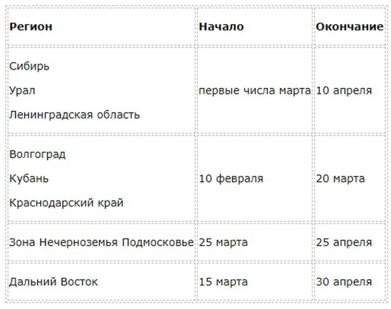 Когда и как сажать астру на рассаду в 2021 году